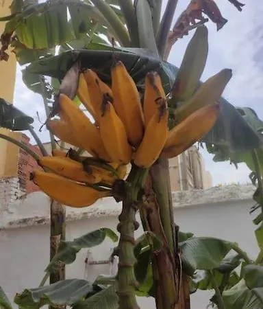 Precioso Con A/a En Ruzafa Con Terracita Privada Y Acceso A Un Jardin, 2-3 Personas Apartament *